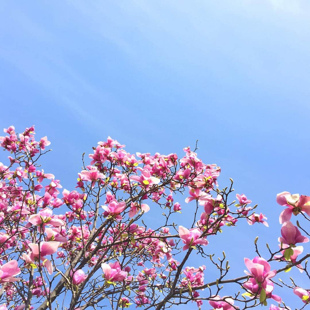 水崎綾のインスタグラム：「春〜🌸 #なんてゆうお花？ #晴天」