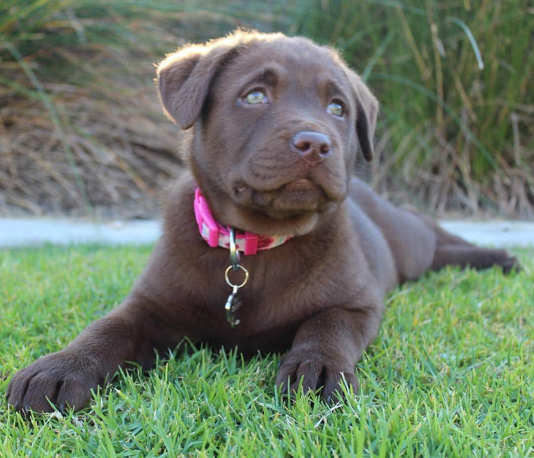 Mollyさんのインスタグラム写真 - (MollyInstagram)「How cute am I?.. I've just about grown into these paws now 🐶🐾💕🍼 #tbt #instapuppy #instalab #lablife #worldofmylab #chocolatelabrador #chocolatelaboftheday #worldoflabs #fab_labs_ #justlabradors #puppiesofinstagram #mostbeautifulgirlintheworld #lovemydog #cutepetclub #cutestthingever」3月31日 13時07分 - chocolatelabmolly