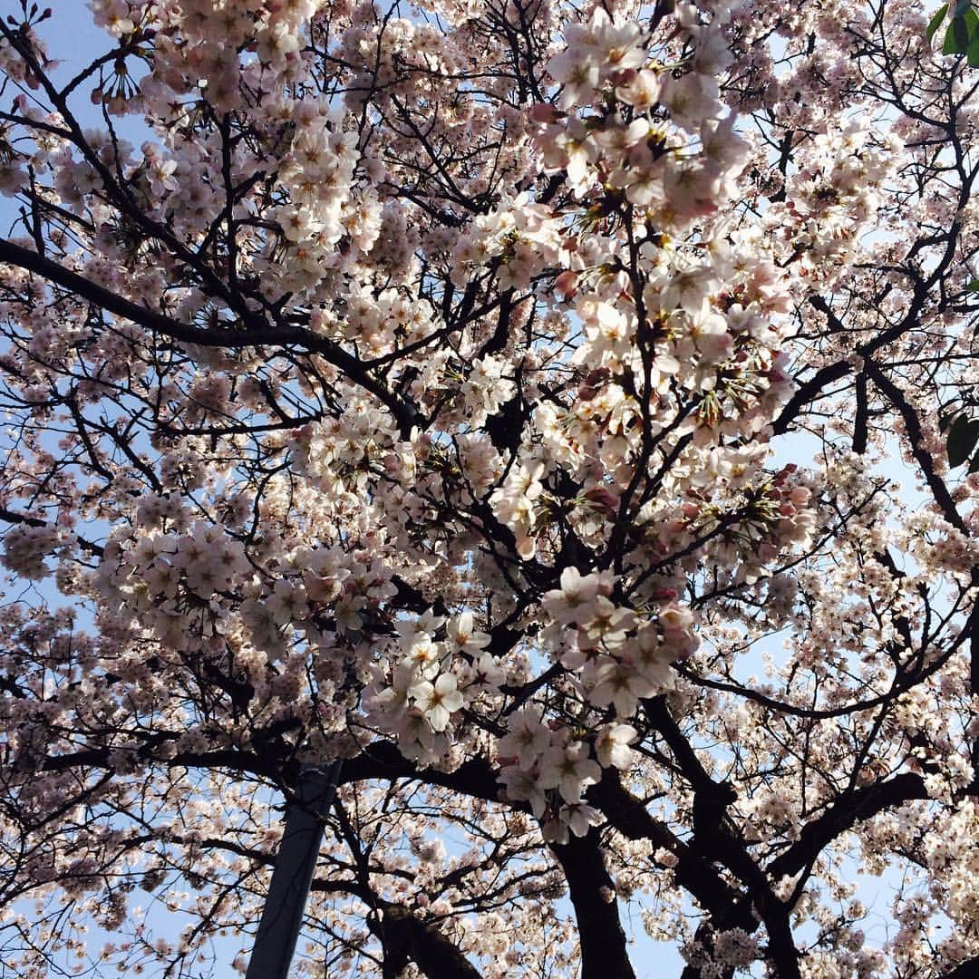 金沢東急ホテル Kanazawa Tokyu Hotelさんのインスタグラム写真 - (金沢東急ホテル Kanazawa Tokyu HotelInstagram)「金沢の桜も見頃が近づいてきました。 今日明日は良い天気にも恵まれそうです🌸🌸🌸」4月2日 10時46分 - tokyu_hotel_kanazawa