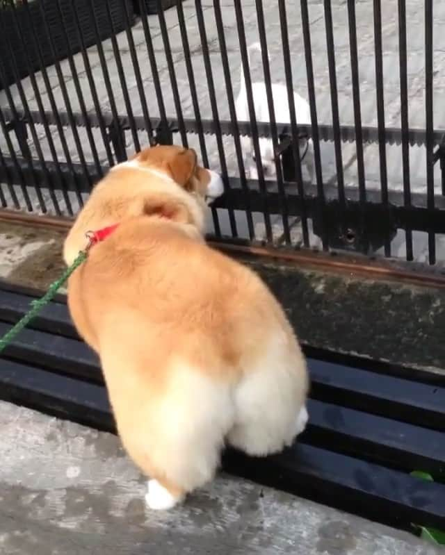 Loki the Corgiのインスタグラム：「SHAKE IT LIKE A POLAROID PICTURE 😍😂 K, this corgi butt shake is 💯 amirite? 🍑 Tag a friend! ft. @whiskey.thecorgi #corgistagram」