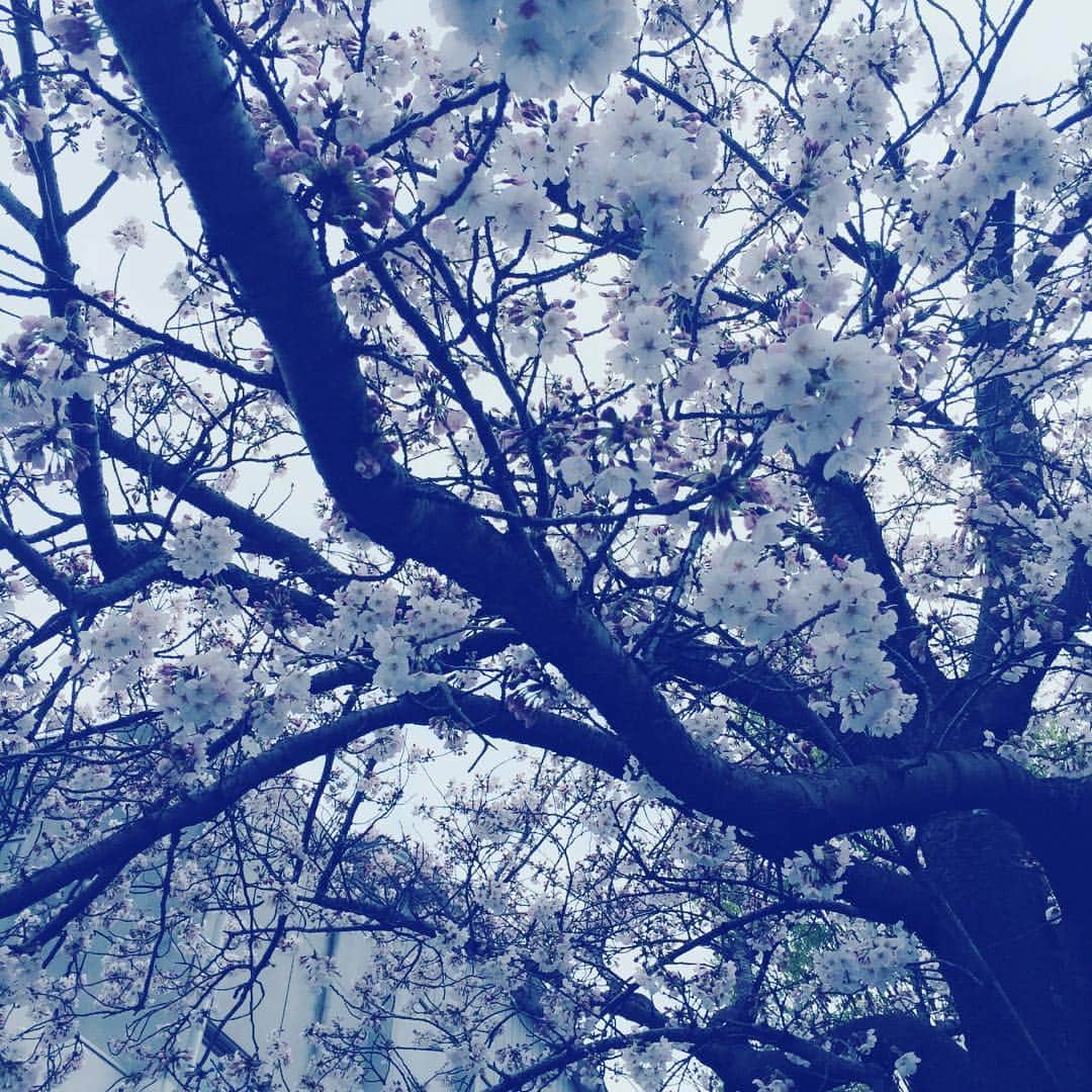 松雪泰子さんのインスタグラム写真 - (松雪泰子Instagram)「さくら…キレイ #グッドパートナー  #さむ寒 #でも頑張る #桜いいね」4月2日 15時43分 - yasukomatsuyuki_official