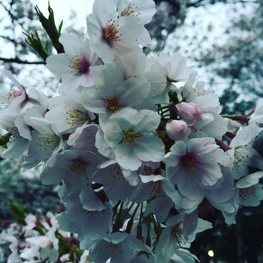 柳下毅一郎さんのインスタグラム写真 - (柳下毅一郎Instagram)「#cherryblossom #hanami #cherry #spring #japan #beautiful #tokyo #ohanami」4月2日 18時18分 - garth_y