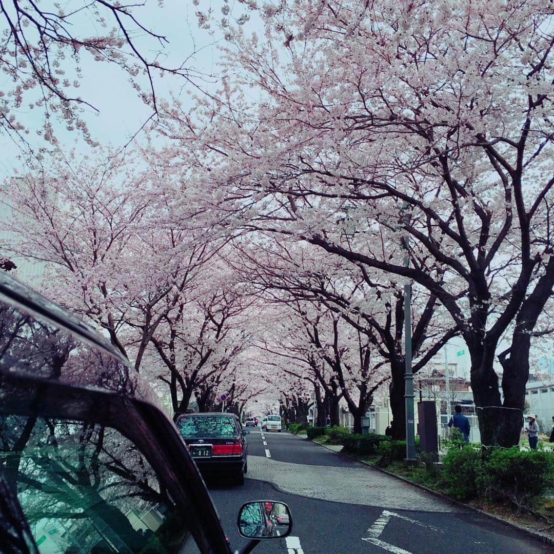のインスタグラム：「桜トンネル🌸 お花見したい🌸🌸🌸 #桜 #満開 #山口放送#宮崎宣子」