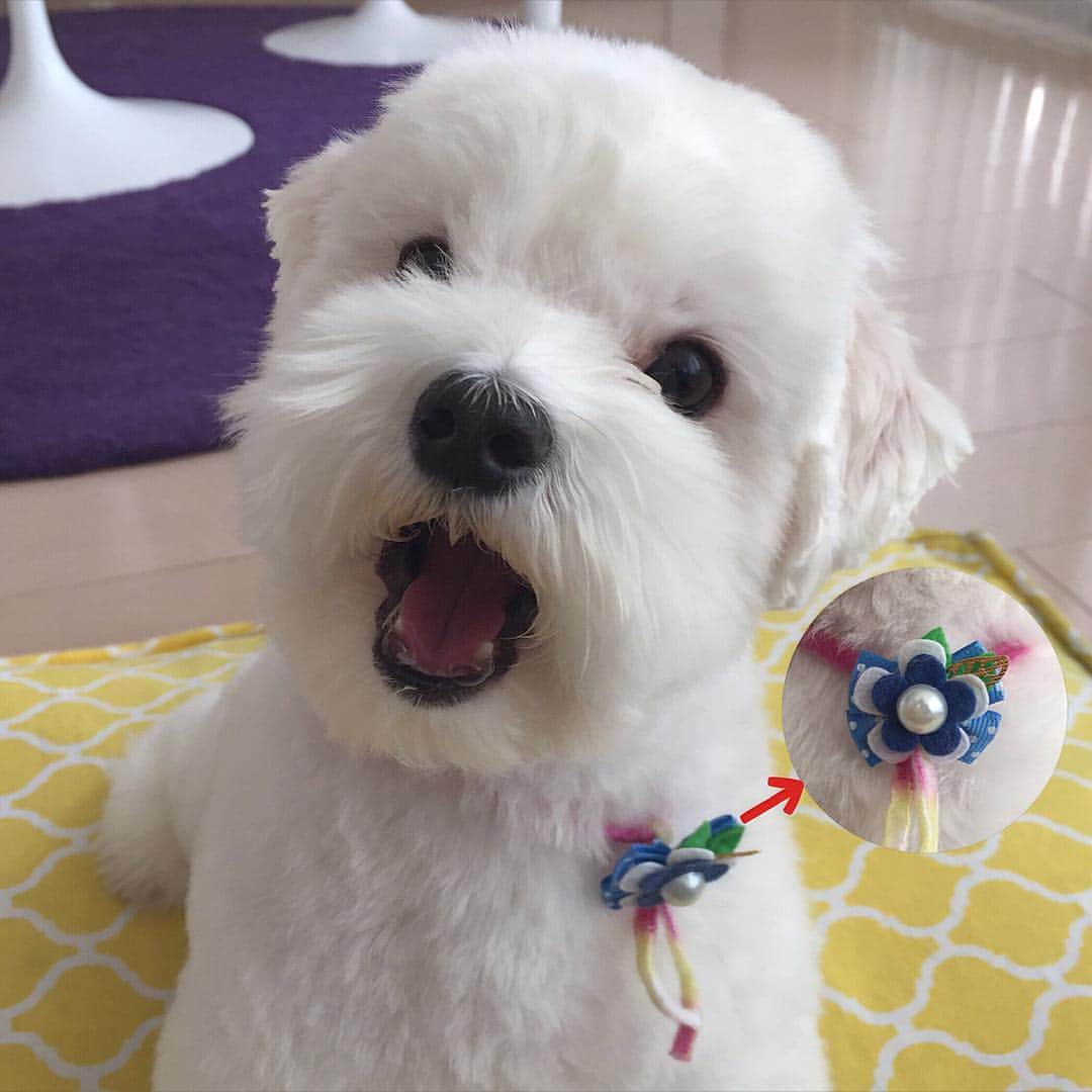 セロリさんのインスタグラム写真 - (セロリInstagram)「【今月のリボン】 @yuki2553 さんから、いつもの「wasabee」さんのリボンが見えないとのお声をいただきました。 今月のリボンはこちら！！！ 今月のリボンも、可愛かったです〜〜〜。 #マルチーズ #maltese #犬 #dog #愛犬 #instadog #dogsofinstagram #pretty #cute #love #malteseofinstagram #トリミング #wasabee  #リボン #kaumo #mollymutt」4月2日 22時15分 - celeryrabbit
