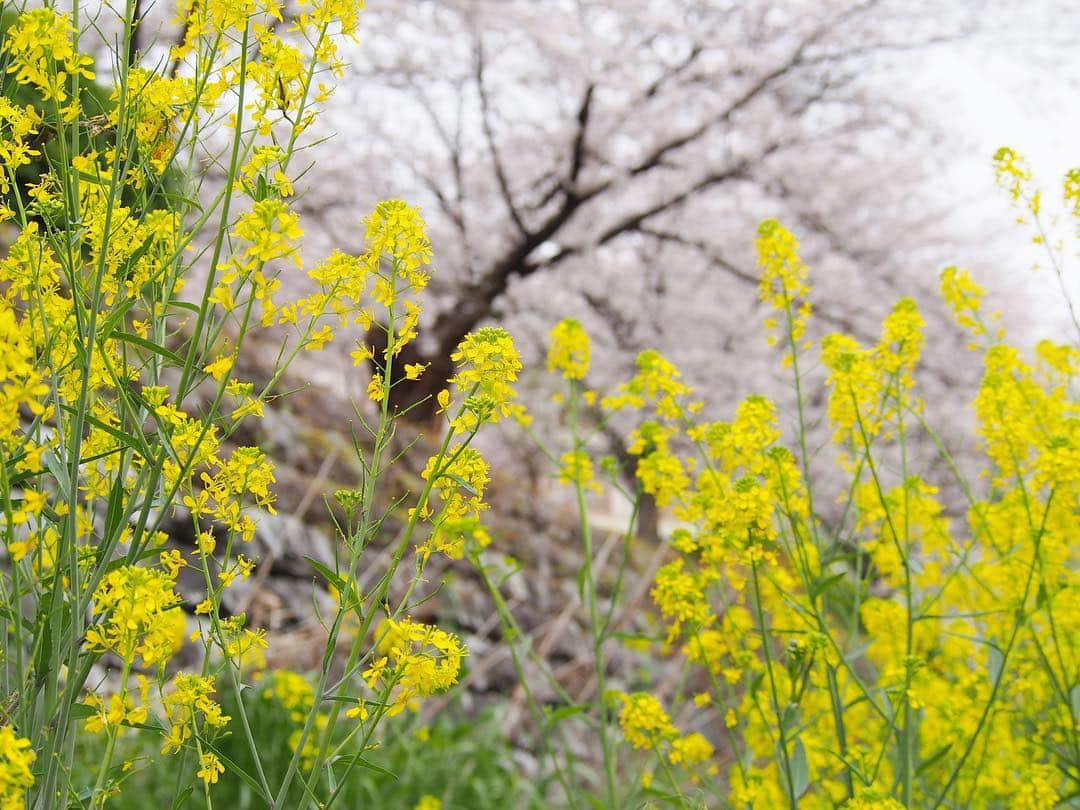 namiのインスタグラム：「2016/4/3 日 ・ お弁当持って出掛けた先は、#山崎川 でした🌸 ・ 周辺の競技場で多くの中高生達が陸上で汗を流している中、川沿いの満開の桜を満喫。 ・ ちょっと雨に降られたりもしたけど、すぐ止んでなんとか持ちこたえてくれました。 ・ 今日は朝一で近くの公園の桜も見に行ったりしたので、桜にカメラを向け続けた一日に🌸 ・ 今夜、明日は雨の予報。 桜もう少し楽しみたいな〜 ・」