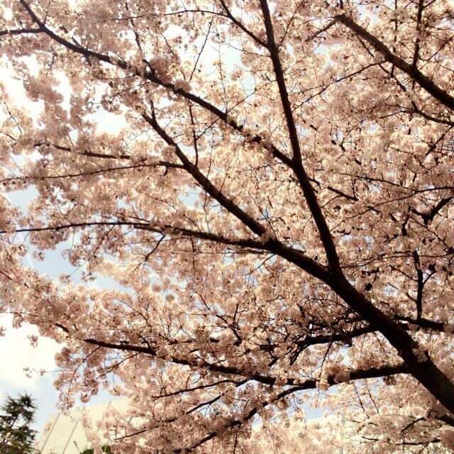 中野紘輔さんのインスタグラム写真 - (中野紘輔Instagram)「さーくーらー🌸」4月3日 10時29分 - kousuke.nakano