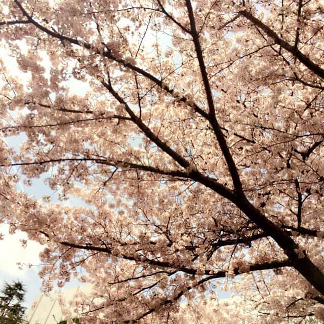 中野紘輔のインスタグラム：「さーくーらー🌸」