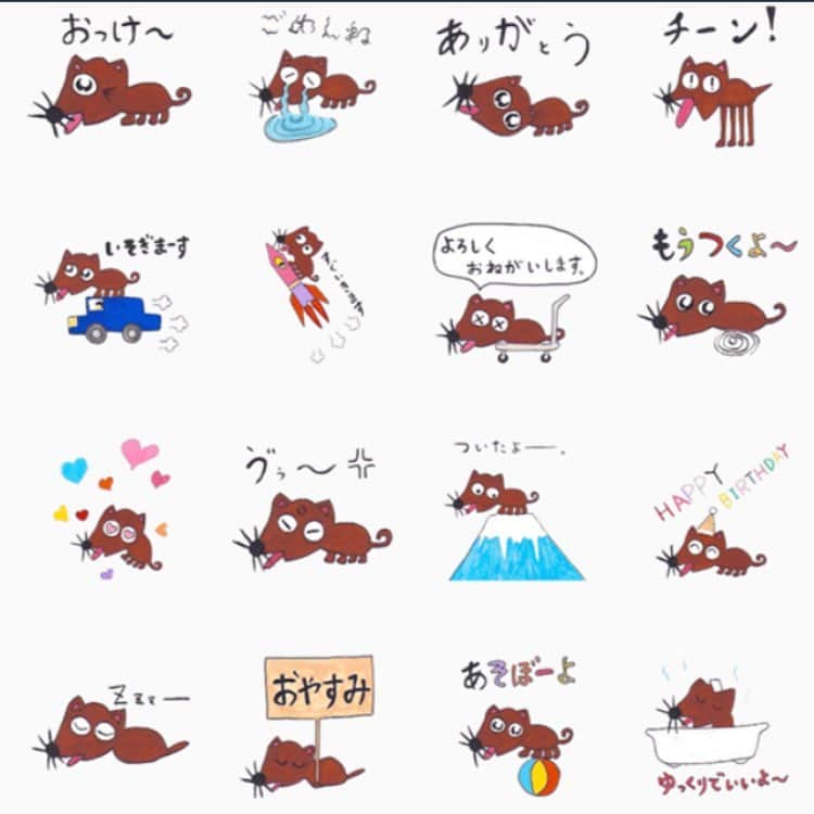 チロのインスタグラム