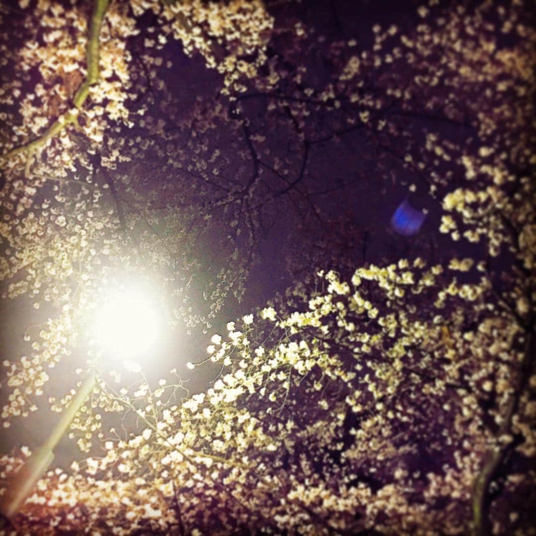 神室舞衣さんのインスタグラム写真 - (神室舞衣Instagram)「溺れたい。  #桜 #sakura #cherryblossom」4月3日 19時48分 - maikamuro.official