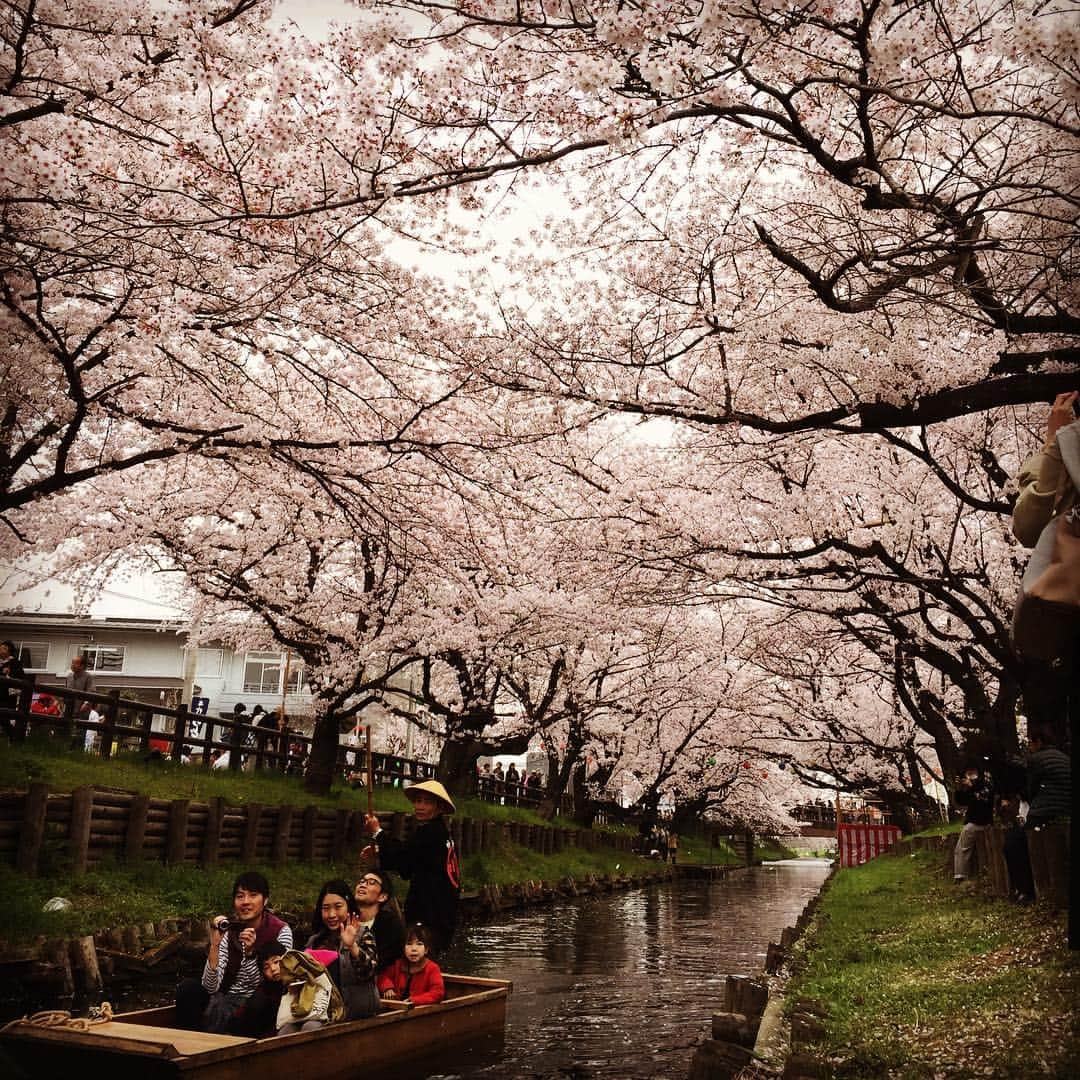 松村屋旅館のインスタグラム：「#桜並木#川越#川越氷川神社#氷川神社#桜#桜のアーチ#舟#CHERRY#BLOSSAM#ソメイヨシノ#染井吉野#宿泊#泊まる#japanese#inn#travel#若旦那#観光#旅館#japanesehotel#川越で泊まる#川越の宿#river#japan#japon#松村屋旅館#川越松村屋#littleedo」