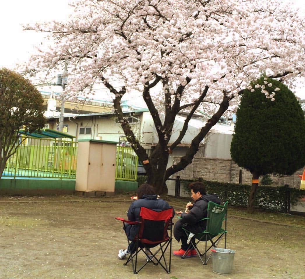 清野菜名さんのインスタグラム写真 - (清野菜名Instagram)「今日は裕太さんと2人のシーンで現場で桜が満開だったのでお弁当を食べなら軽いお花見をしました。 #お花見ってなにするんですか？ #花を見てご飯食べるんですか？ そんな会話をしました。  #花見 #桜」4月3日 22時02分 - seinonana