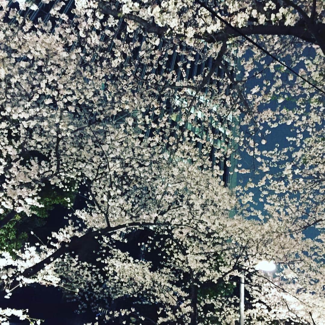 相武紗季さんのインスタグラム写真 - (相武紗季Instagram)「桜並木を見上げながら歩くのが最高に幸せな時間🌸色んないい刺激をうけたので4月も自分らしく、前向きに頑張ろっと。」4月3日 22時07分 - aibu_saki