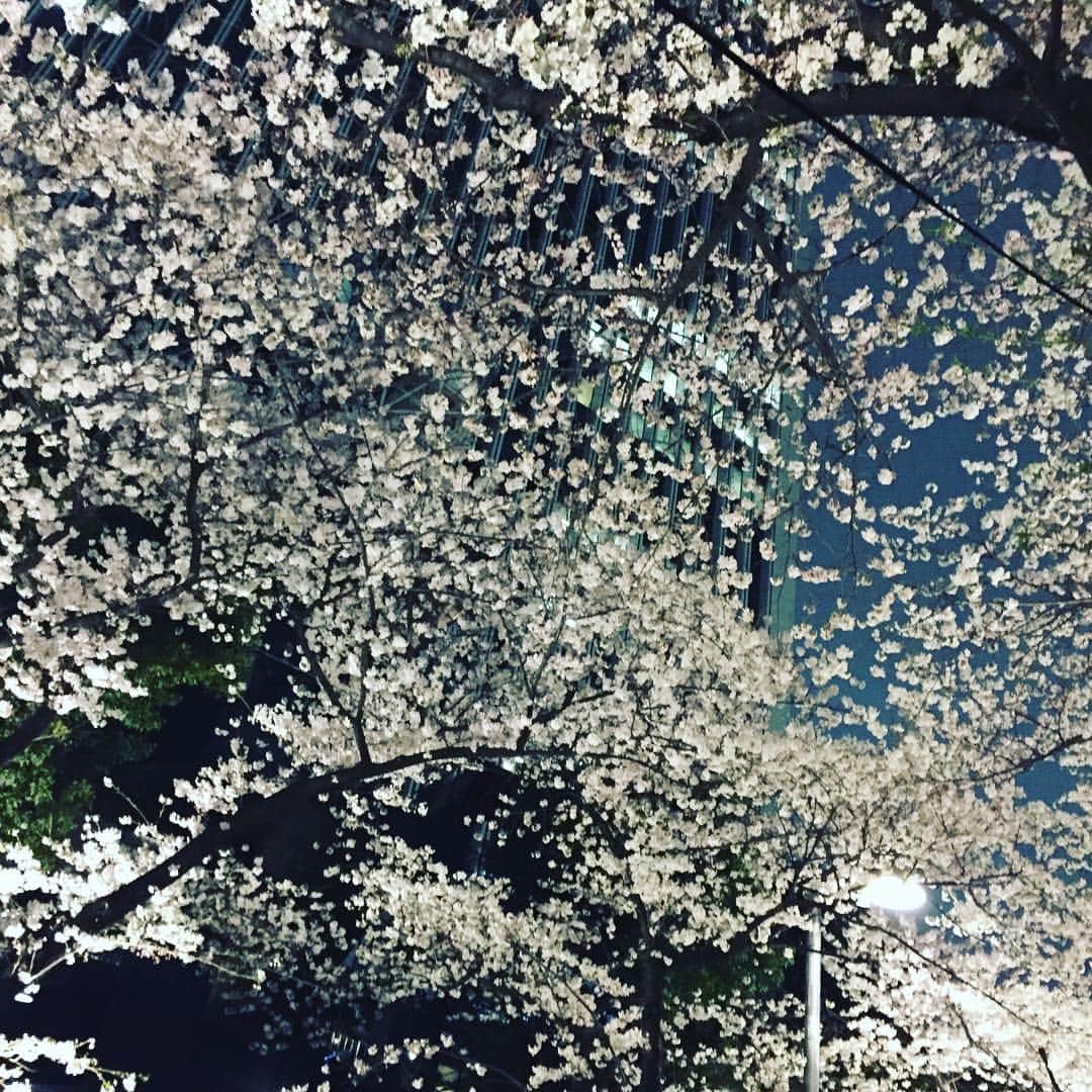 相武紗季のインスタグラム：「桜並木を見上げながら歩くのが最高に幸せな時間🌸色んないい刺激をうけたので4月も自分らしく、前向きに頑張ろっと。」