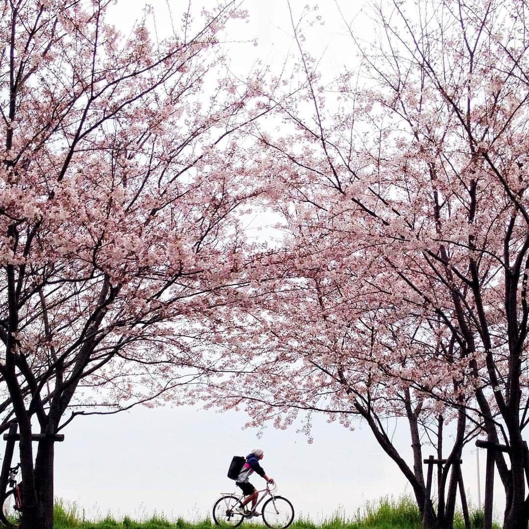 でもやるのインスタグラム：「Spring has come‼︎ ・ 🎉㊗️#ザ土手部 500pic超え㊗️🎉 ・ 細々と続けております、#ザ土手部 もお陰さまで、500picを超えました。 パチパチパチ！ こんなマイナーなタグを面白がってつけて下さった皆様のお陰です。本当にありがとうございます。大感謝！ ・ 目標は50000pic超え。 あと25年くらいで達成できる予定ですので、これからも末長くどうぞよろしくお願い致します。 ・ 1000pic超えたら、ザ土手部ミートをやりましょう！←人集まるのか？😂」