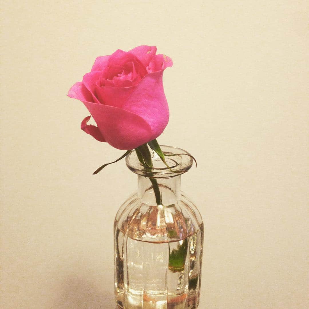 クロさんのインスタグラム写真 クロinstagram お花のある生活 Lancomeのイベントにて一人一輪配られたビビットピンクの薔薇 私の中の女子の部分がうずく 花瓶は100均 お花 薔薇 Rose Flower お花に癒される 綺麗ね お花生活 一輪挿し 花瓶は