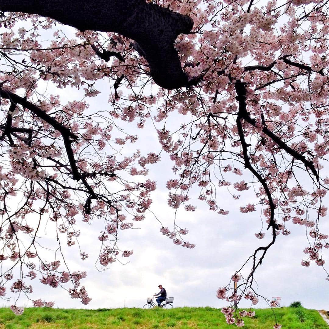 でもやるさんのインスタグラム写真 - (でもやるInstagram)「#ザ土手部 「土手と自転車と桜」の相性の良さは、「部屋とYシャツと私」に匹敵するのだ。」4月4日 22時39分 - demo_yaru_