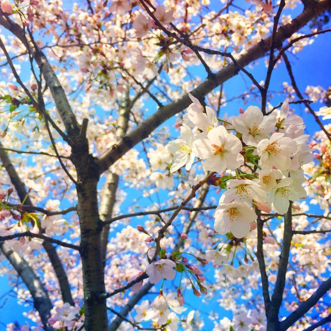 ノ・ミヌさんのインスタグラム写真 - (ノ・ミヌInstagram)「봄 맞으러 가야지 春を 感じたい 🌸#cherryblossom」4月4日 16時42分 - icon_stagram