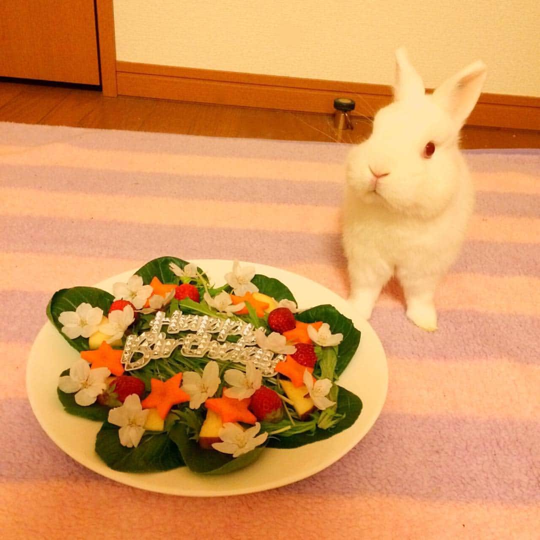 エリカ・セイラさんのインスタグラム写真 - (エリカ・セイラInstagram)「Happy 6th Birthday Marshmallow❤️❤️❤️ #HappyBirthday #bunny #netherlanddwarf #rabbit #birthday #birthdaycake #healthy #fit #vegan #eatclean #love #instapet #cute #fluffy #sweet #6yearsold #sakura #cherryblossom #うさぎ #ネザーランドドワーフ #Birthdayboy #Happy #foodporn #instafood」4月4日 17時51分 - erica_sarah_