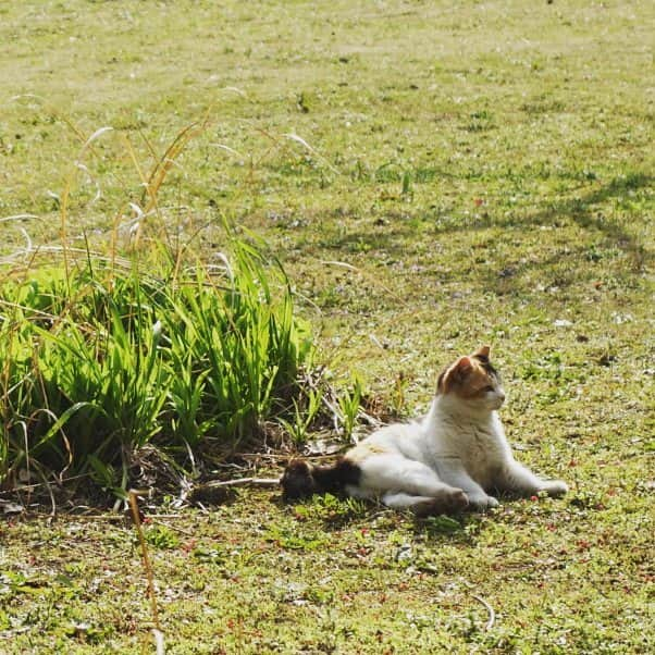 初芽里奈のインスタグラム：「🐱😸🐱」