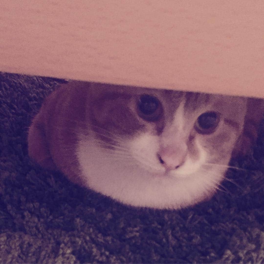矢崎広のインスタグラム：「ベッドの下にいるのは饅頭ですか？いいえ、猫です。  #ヨシツネ #猫饅頭 #ツネまん」
