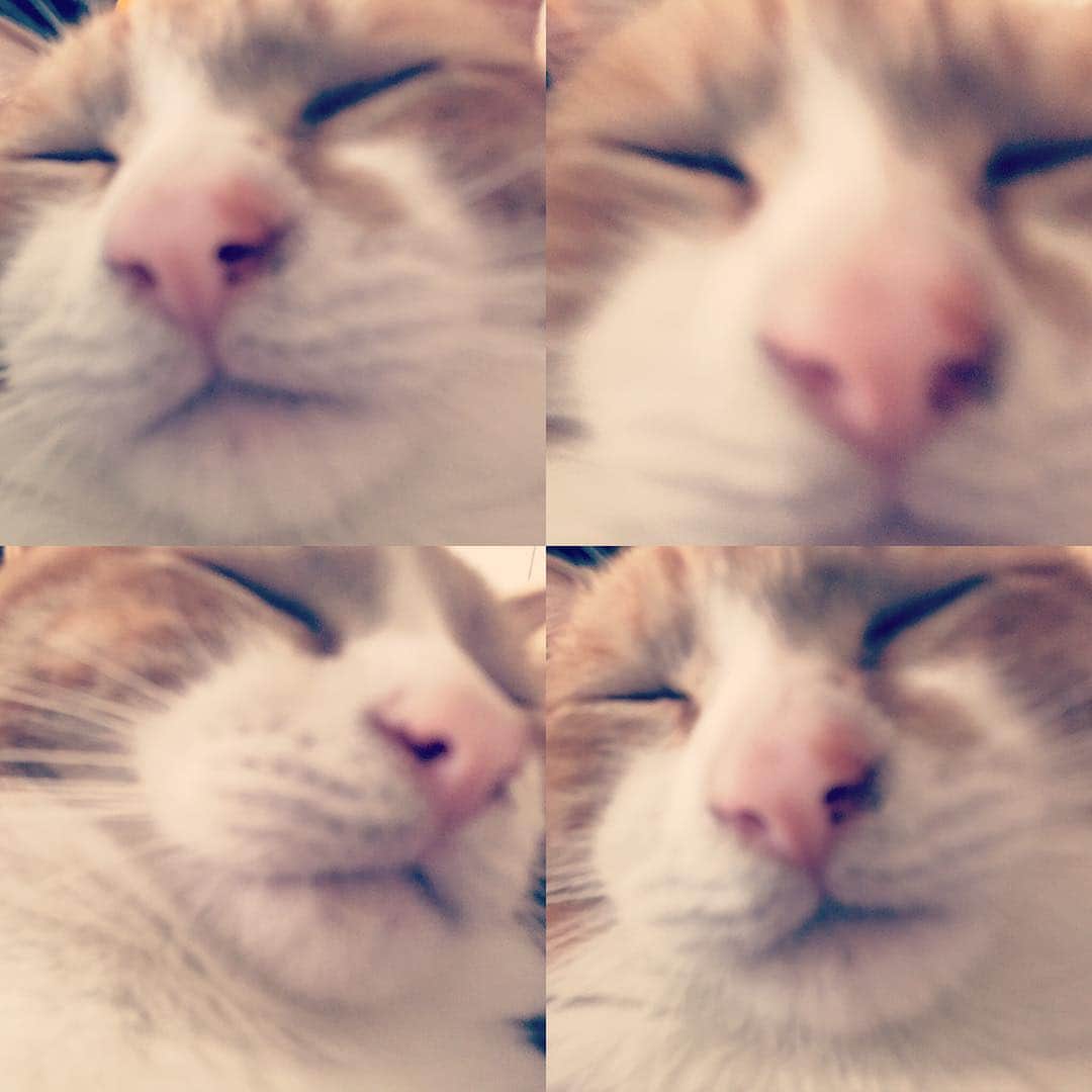矢崎広のインスタグラム：「🐈→🍡なんかツネ様があんな可愛い華奢な子猫だったのに、最近、茶色と白の猫型の饅頭に見えます。」