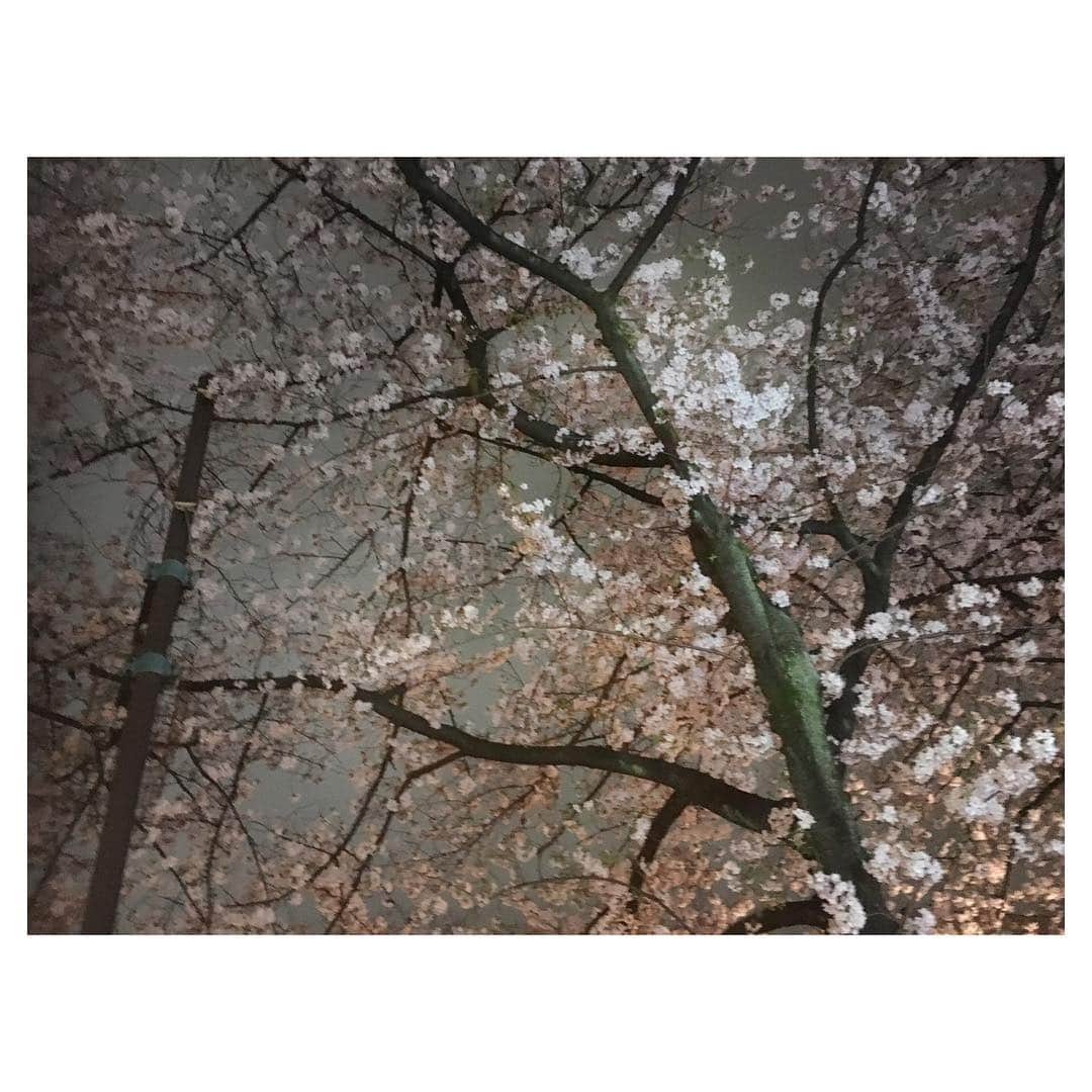 馬場ふみかさんのインスタグラム写真 - (馬場ふみかInstagram)「. さくら、サクラ、桜」4月4日 20時48分 - fumika_baba