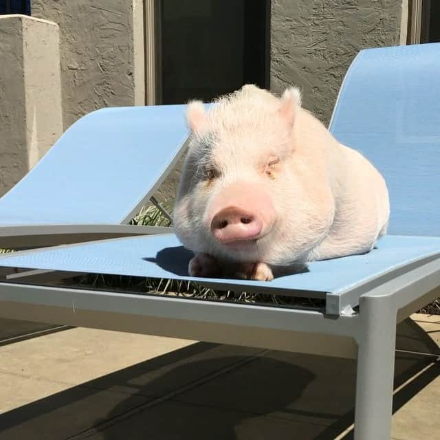 baconのインスタグラム：「Tan lines? I never sausage a thing! 🐷🐽🐖☀️ #bakingbacon #crispybacon #pig #piglet #fitness #hotdogonastick」