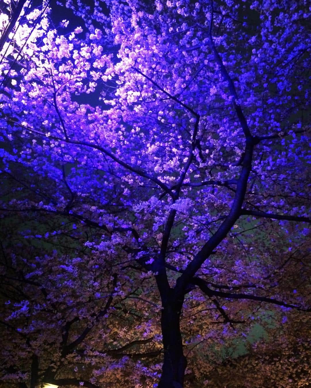 のインスタグラム：「先日、お友達とお家でワイワイした後、弾丸夜桜を見に🌸！#桜 #japanese #blossom」