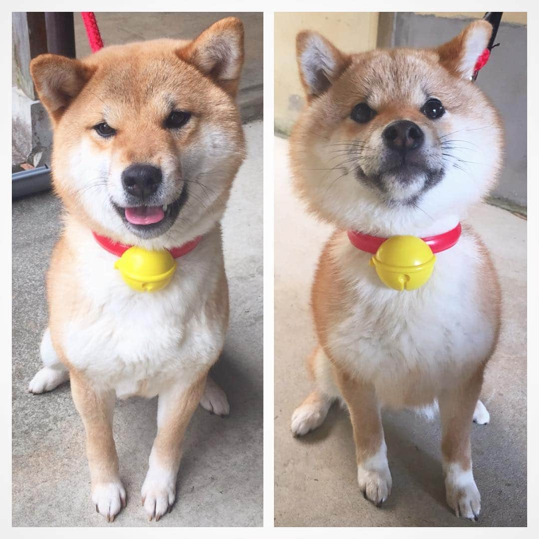 柴犬たま Shibainu Tamaのインスタグラム