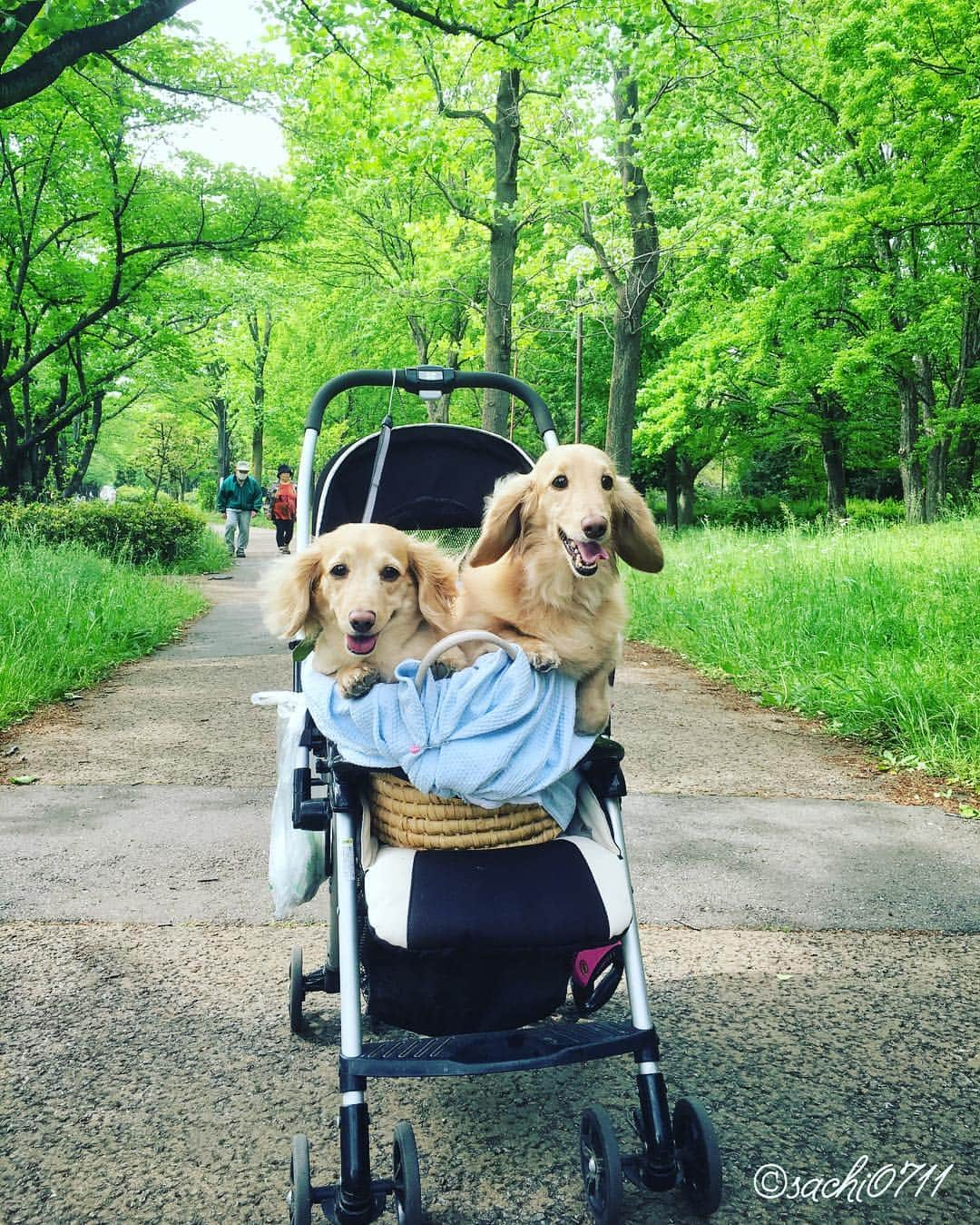 NARA and ABBYさんのインスタグラム写真 - (NARA and ABBYInstagram)「2016.5.4 WED  Nara & Gonta(Nara's brother)  GW後半の３連休初日は、なーらとあびーを連れて旦那さんの実家に遊びに行ってきました！  写真はなーらの兄弟ゴン太と！」5月4日 11時50分 - sachi0711