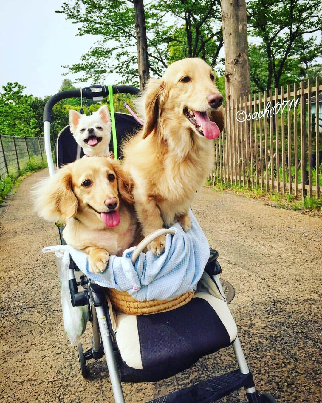 NARA and ABBYさんのインスタグラム写真 - (NARA and ABBYInstagram)「2016.5.4 WED  Nara & Abby & Gonta(Nara's brother)  Whoahhh!!! 🐶🐶🐶🚙💨💨💨」5月4日 12時50分 - sachi0711