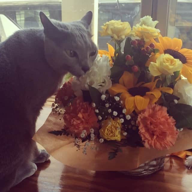 真崎ゆかのインスタグラム：「アンジーはお花が大好き。  クンクンクン…はぁ〜いい香り〜スリスリスリ。  お花があるといっつもこれやるの。  さて。 今月から「テスラとステラ」の稽古が始まっております。 今日もこれから稽古です。」