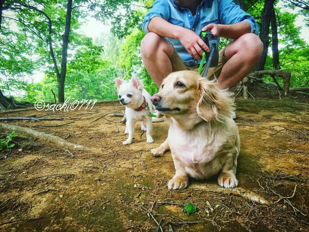 NARA and ABBYさんのインスタグラム写真 - (NARA and ABBYInstagram)「2016.5.4 WED  Abby & Nara 🍃🐶🐶🍃 連ポス失礼しました！ GW楽しく過ごしてください👋🏻😉」5月4日 13時54分 - sachi0711