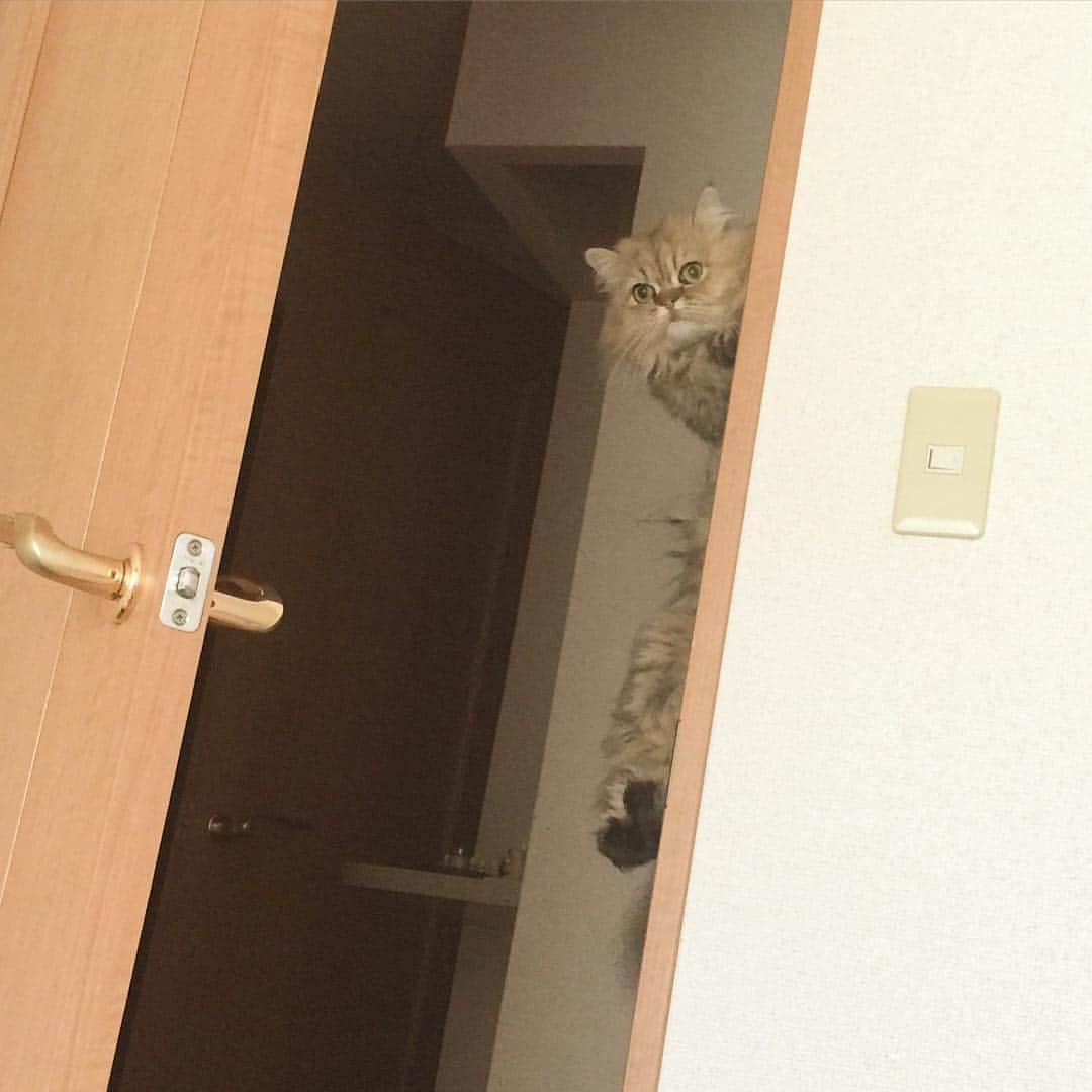 さなちゃろうのインスタグラム：「先日、ママが退院したにゃ😽♥️ みんな応援ありがとにゃ💕💕💕 まだ安静が必要らしいにゃ。俺が守るにゃあ\( •̀ω•́ )/✨ #チンチラ #ペルシャ #cat #ねこ部」