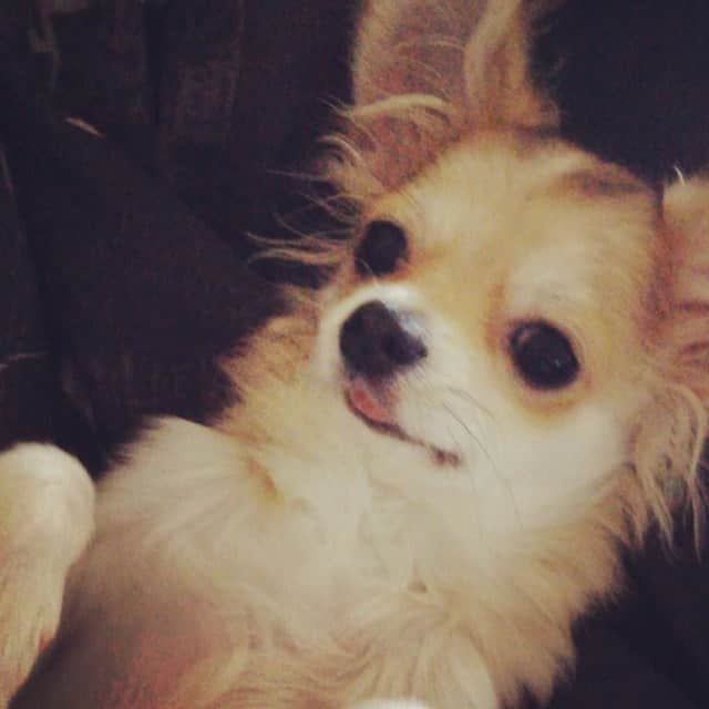 家村マリエのインスタグラム：「GOD😍＃チワワ#DOG＃タイムさん＃親バカ#ememon」