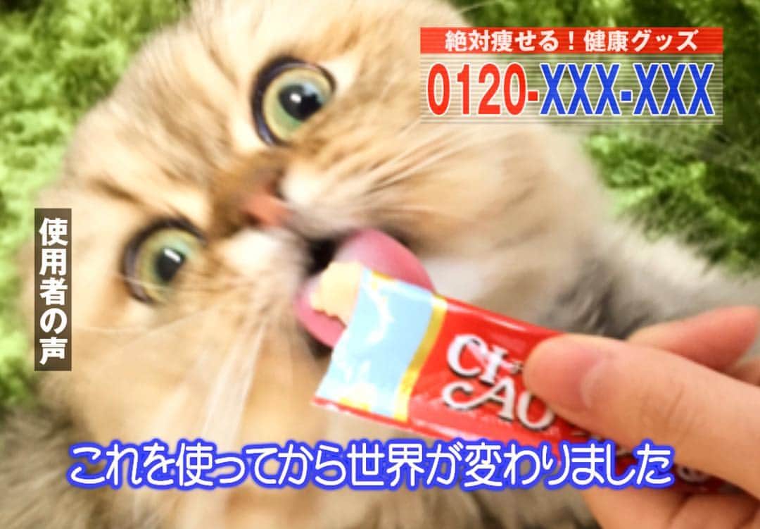 さなちゃろうのインスタグラム：「にゃにゃにゃ⁉️身に覚えがにゃいぞ⁉️笑  #チンチラ #ペルシャ #cat #ねこ部 #love」