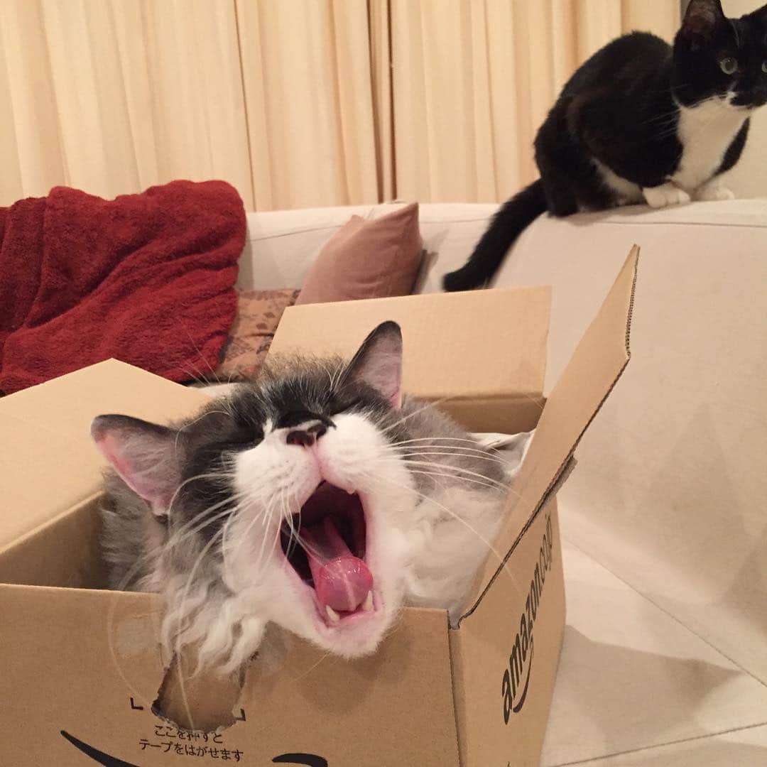 佐伯紅緒さんのインスタグラム写真 - (佐伯紅緒Instagram)「GWの箱入り息子。 #猫  #cat  #GW #amazon」5月2日 22時09分 - beniosaeki