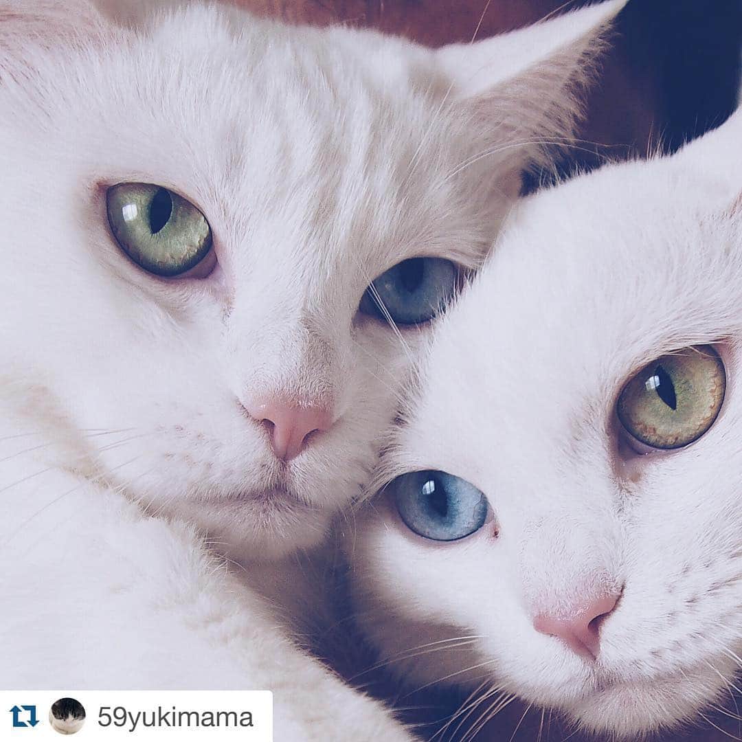 KUNIKAのインスタグラム：「オッドアイの白猫姉妹…美しい…♡ #Repost @59yukimama with @repostapp.」