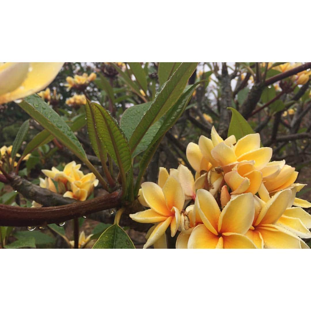 WE GO HAWAII ハワイへ行こう！さんのインスタグラム写真 - (WE GO HAWAII ハワイへ行こう！Instagram)「ココクレーター・ボタニカル・ガーデンのプルメリア。  入ってすぐにたくさんの種類のプルメリア、トレイルを進んでいくとブーゲンビリアやサボテンなど色々な植物が植えられていて見ることができます。」4月10日 17時55分 - wegohawaii