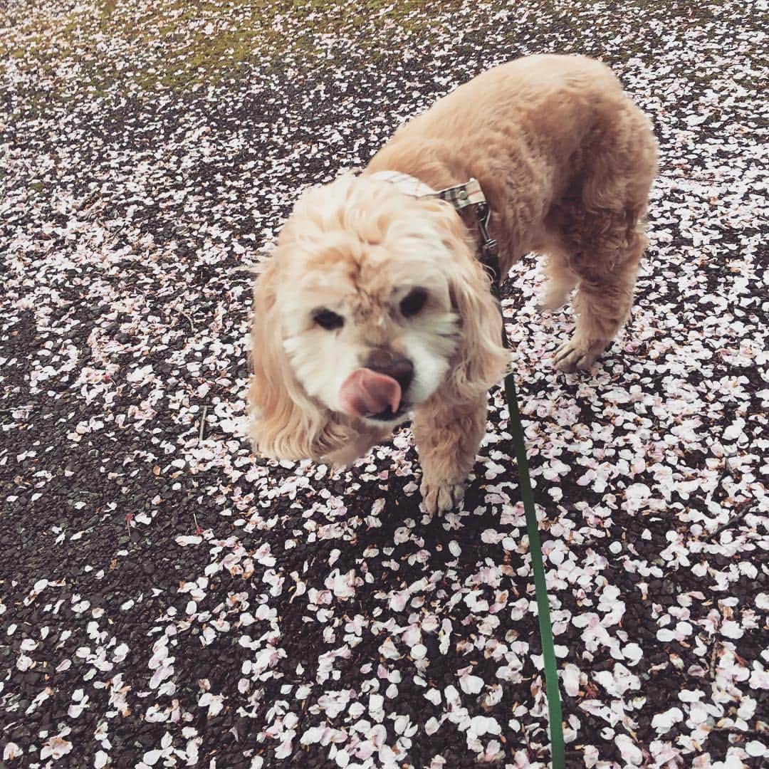 笛木優子のインスタグラム：「花びら絨毯🌸 今週も頑張りましょう💖  #アメコ#アメリカンコッカー」