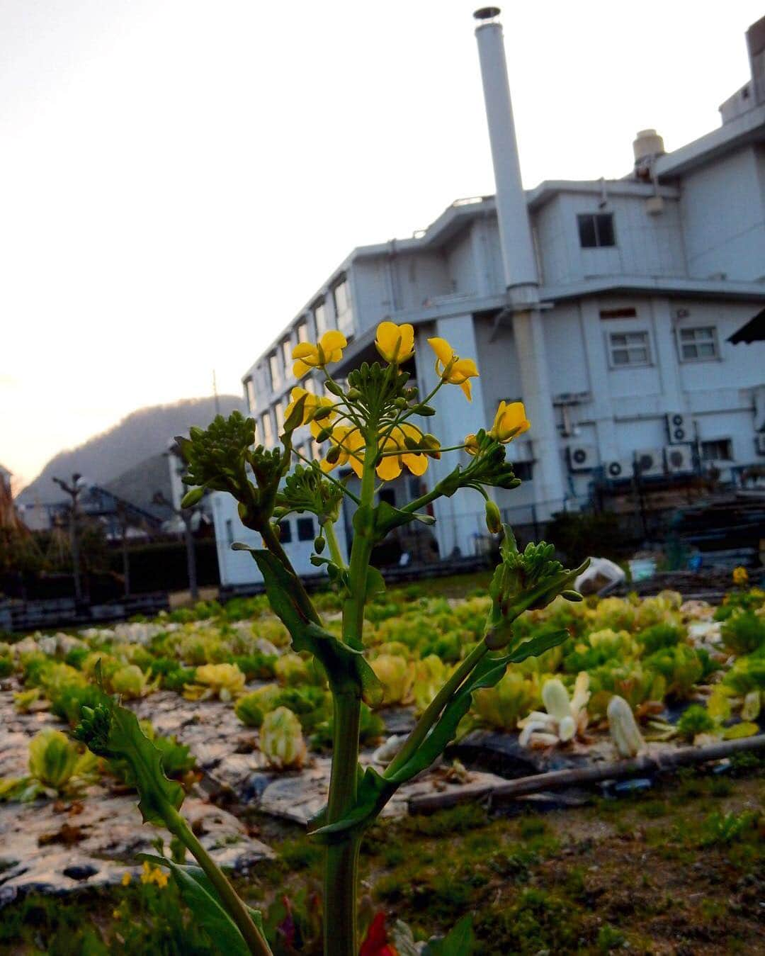 城崎温泉しののめ荘さんのインスタグラム写真 - (城崎温泉しののめ荘Instagram)4月11日 19時30分 - sinonomesou