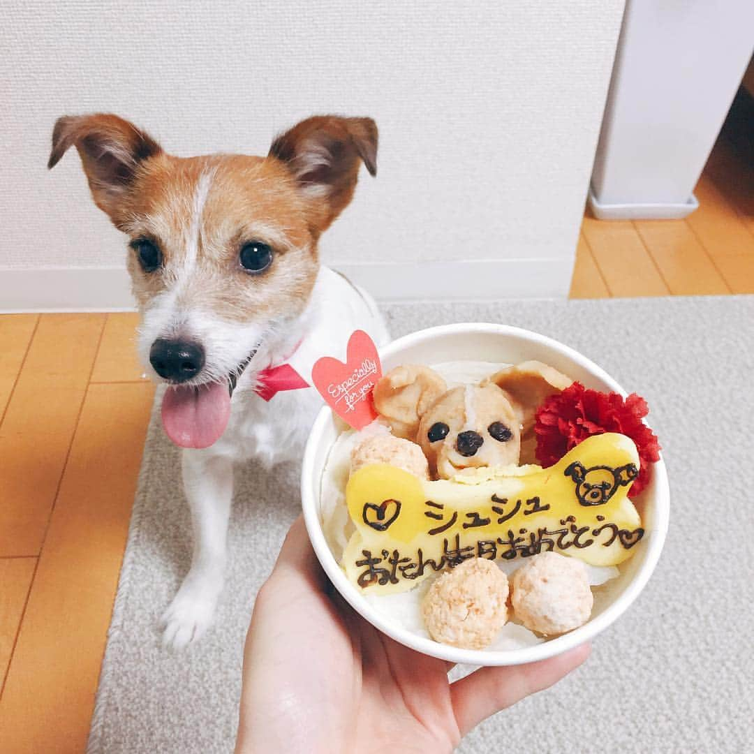 シュシュポポのインスタグラム：「シュシュ6歳のお誕生日おめでとう🐶❤️❤️❤️ もう立派なおっさんなのに、らしからぬ落ち着きのなさとワンパクさ🐶 そんなところも大好きだよ❤️❤️ #シュシュポポ🚂 #ジャックラッセルテリア #jackrussellterrier #JRT #jackrussellsinstagram #ilovemydog」