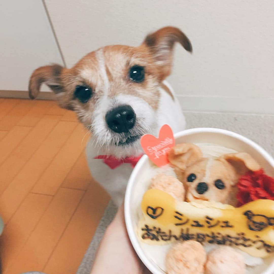 シュシュポポさんのインスタグラム写真 - (シュシュポポInstagram)「早く食べたいよーーー。くんくんくん。 #シュシュポポ🚂 #ジャックラッセルテリア #jackrussellterrier #JRT #jackrussellsinstagram #ilovemydog」4月11日 19時52分 - shushupopo_jack