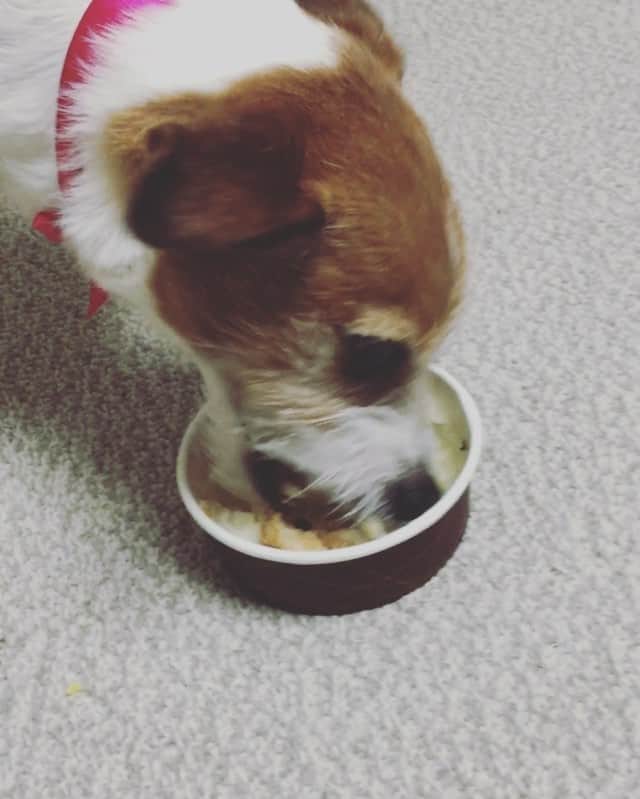 シュシュポポのインスタグラム：「ポポ投入〜〜〜🐶 いつも瞬息で御飯なくなるよ🐶 #シュシュポポ🚂 #ジャックラッセルテリア #jackrussellterrier #JRT #jackrussellsinstagram #ilovemydog」