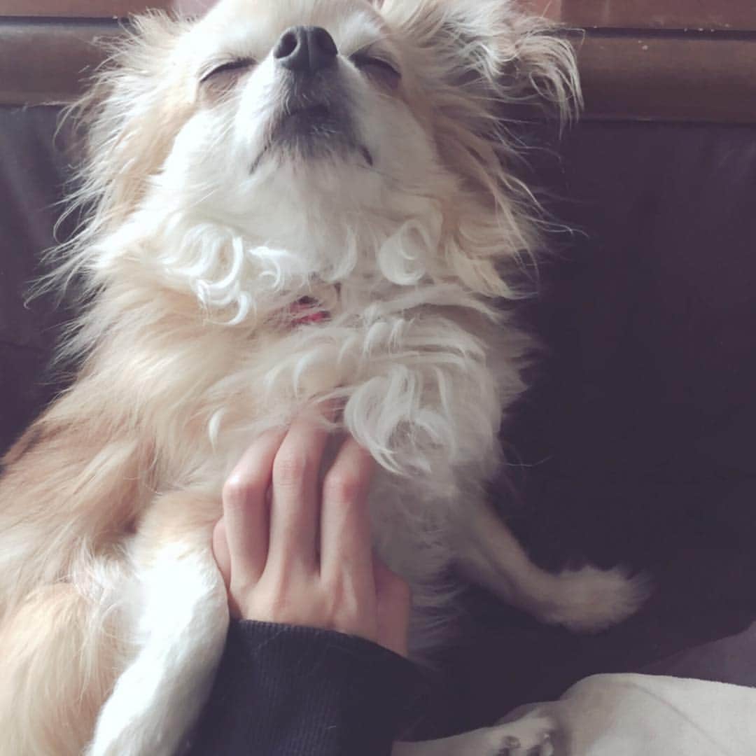 桐谷美玲さんのインスタグラム写真 - (桐谷美玲Instagram)「我が家のわんこを見ていると、犬になりたいなぁって思います。 #らんさん #chihuahua」4月12日 9時02分 - mirei_kiritani_