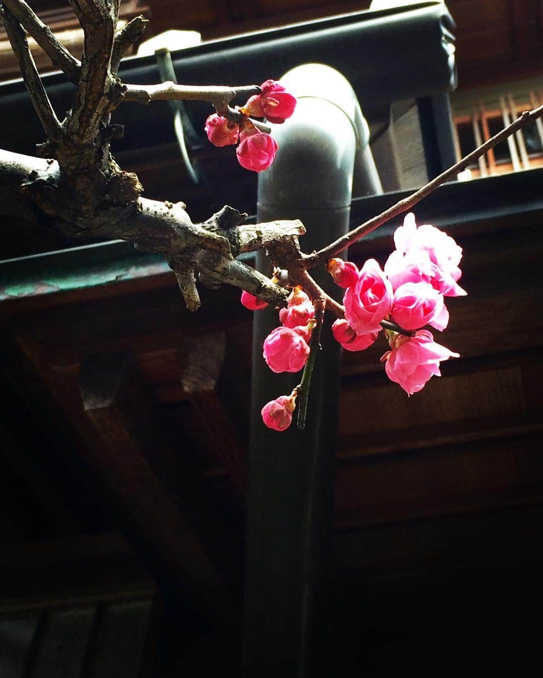 城崎温泉しののめ荘さんのインスタグラム写真 - (城崎温泉しののめ荘Instagram)4月12日 14時03分 - sinonomesou