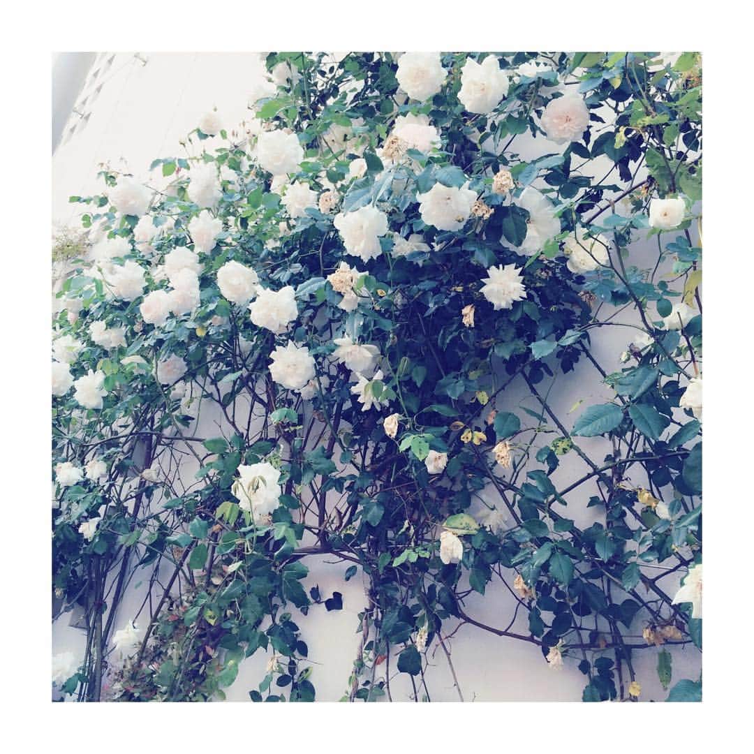 松雪泰子さんのインスタグラム写真 - (松雪泰子Instagram)「今年も咲き始めた🌱 つる薔薇オールドローズ 薔薇の壁を作ってます🌟 #オールドローズ #好きなもの  #happy  #love」4月13日 21時45分 - yasukomatsuyuki_official