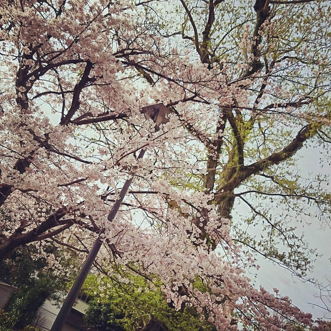 竹下佳江さんのインスタグラム写真 - (竹下佳江Instagram)「桜🌸終わっちゃった😂」4月14日 14時58分 - takechanman0318