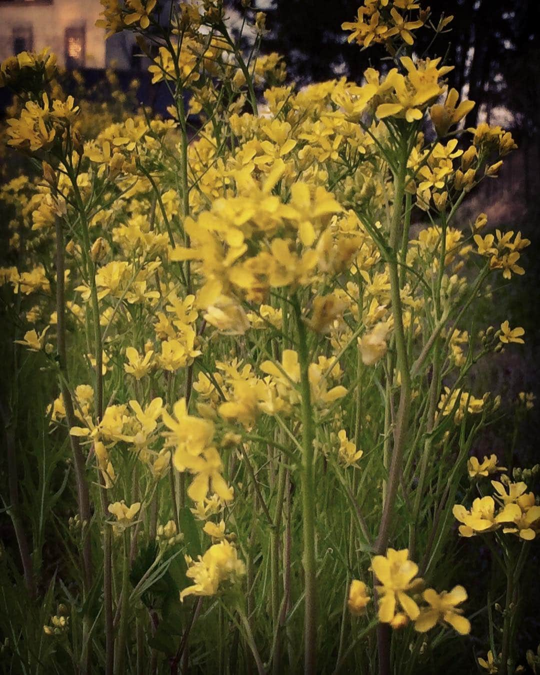 城崎温泉しののめ荘のインスタグラム