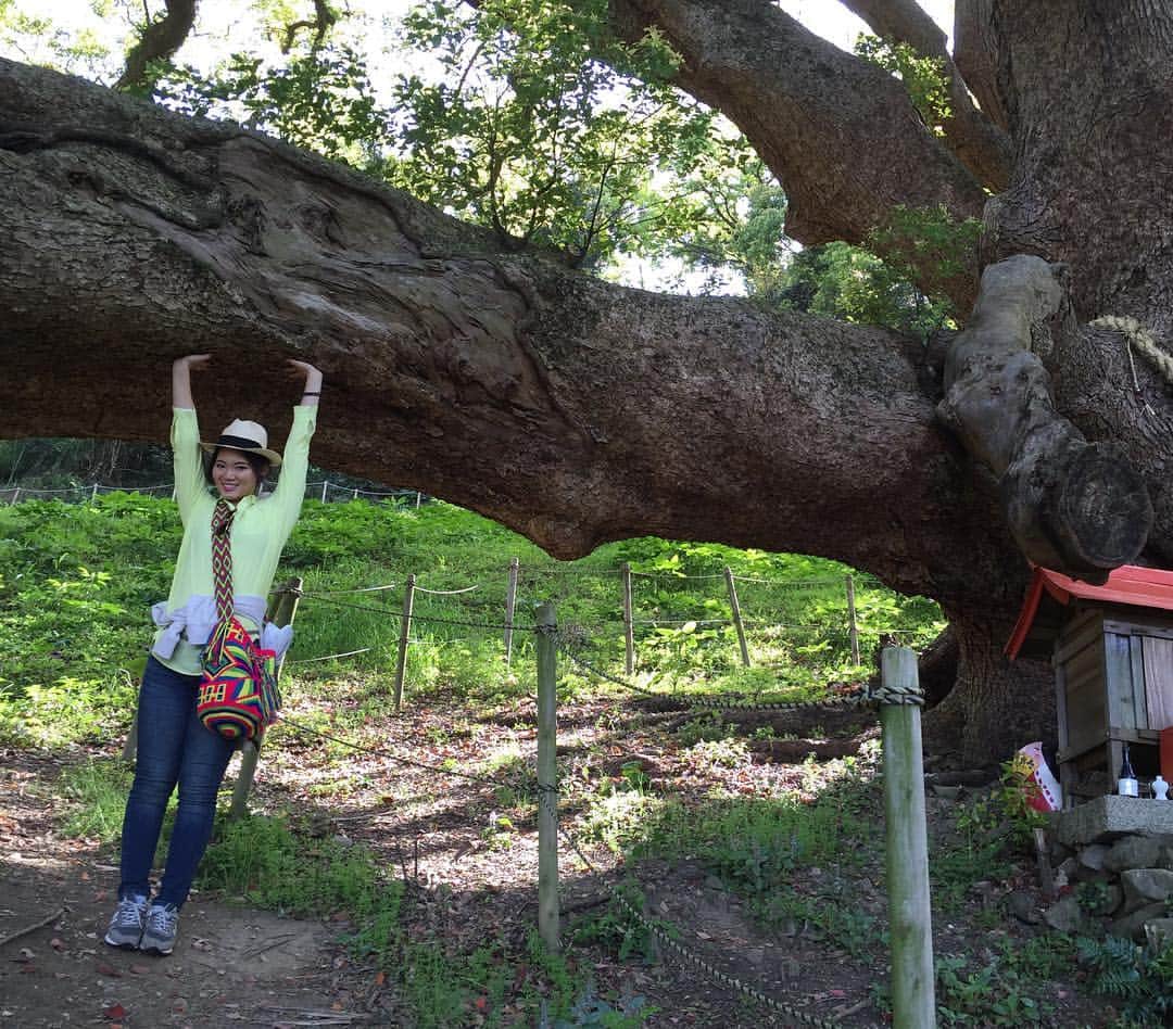 内田有理さんのインスタグラム写真 - (内田有理Instagram)「やっとく。笑 本当に自らの重さで折れたんだって、 大きくなるのも支える力がないと大変なのね。」4月17日 13時29分 - yuriuchida1018